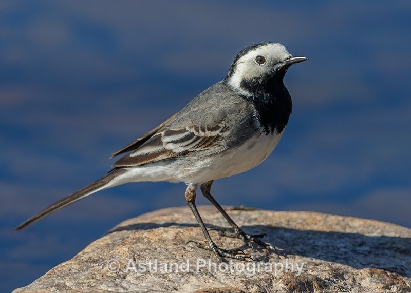 Pied Wagtail - Latest Images