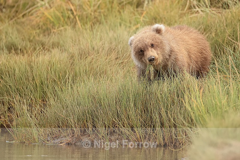 Grizzly Bear cub munching grass, Lake Clark National Park, Alaska - Brown Bear