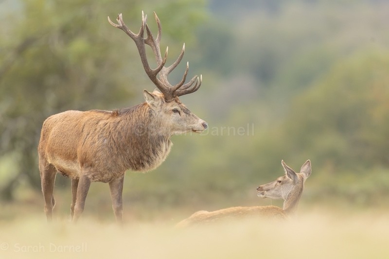 - Deer for Graham