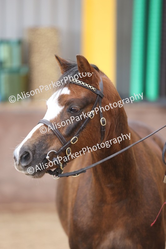 20251109-0683 - Class 22 - Geldings 4 Years and over