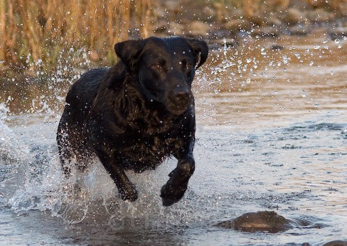 20 - Heney Gundogs