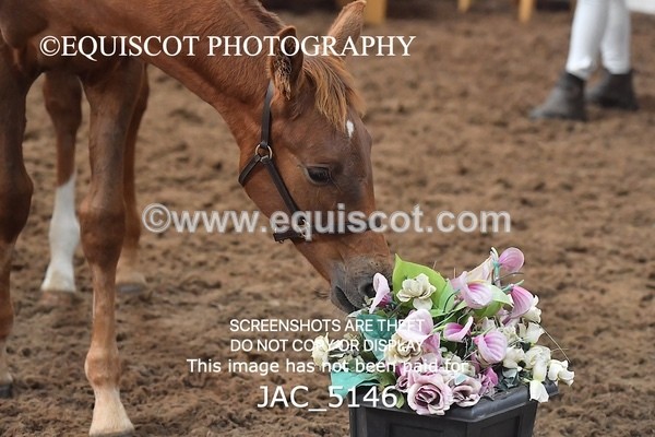 JAC_5146 - 9 Zinzipan