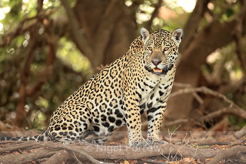 Jaguar sitting up, Corixo Negro, Mato Grosso, Brazil - Jaguar