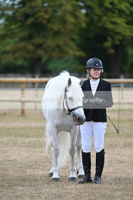 WJ7_9742 - Class 5a Most Handsome Gelding (above 14.2hh)