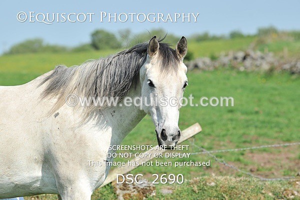 DSC_2690 - ARCHIVE REQUEST - Quincy and Guinness