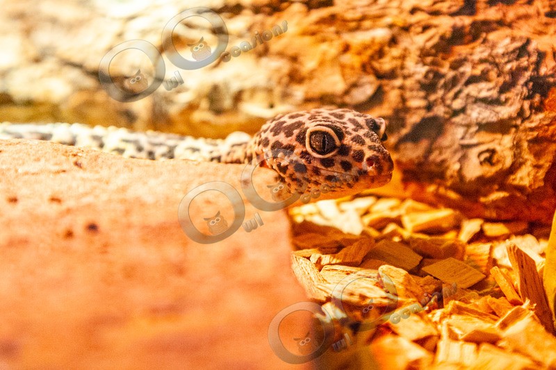 gecko-0585 - Pet Photography