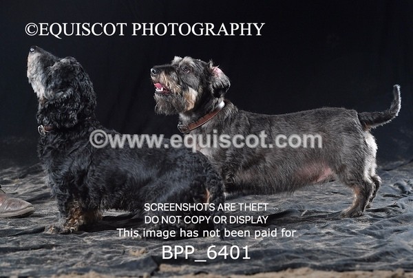 BPP_6401 - CARLA DOGS