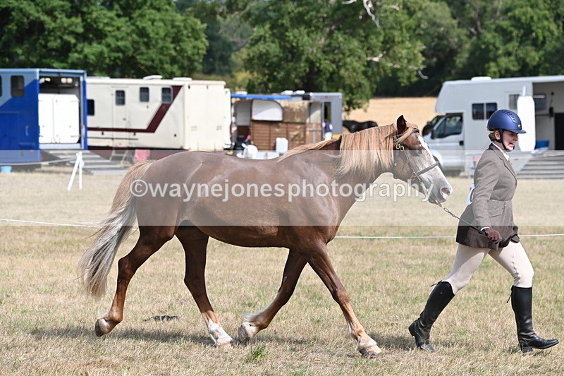 WJ6_6442 - Class 20 In-hand Cob