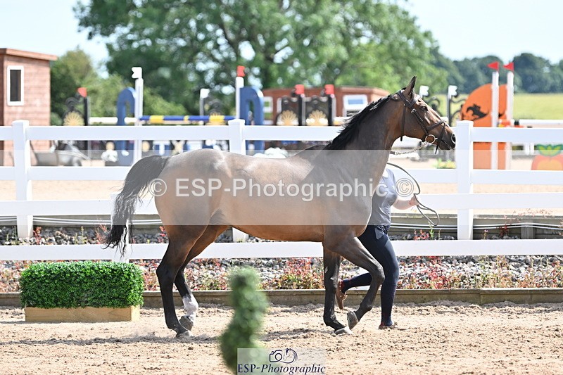 240717A-154605-03051 - Trot Up 3pm to 4pm