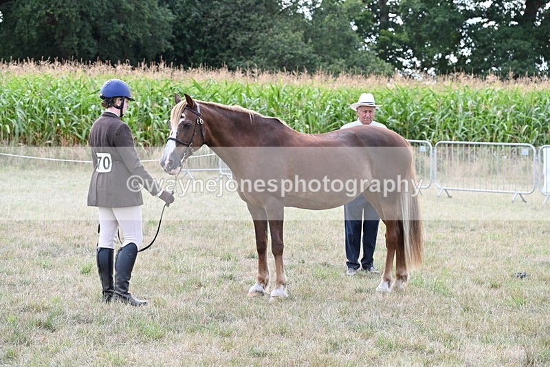 WJ6_6668 - Class 20 In-hand Cob