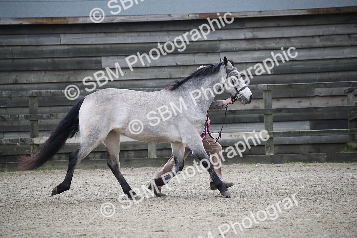 SBM_004131 - Class 1-4 - Young Stock classes Inc. In Hand Championship