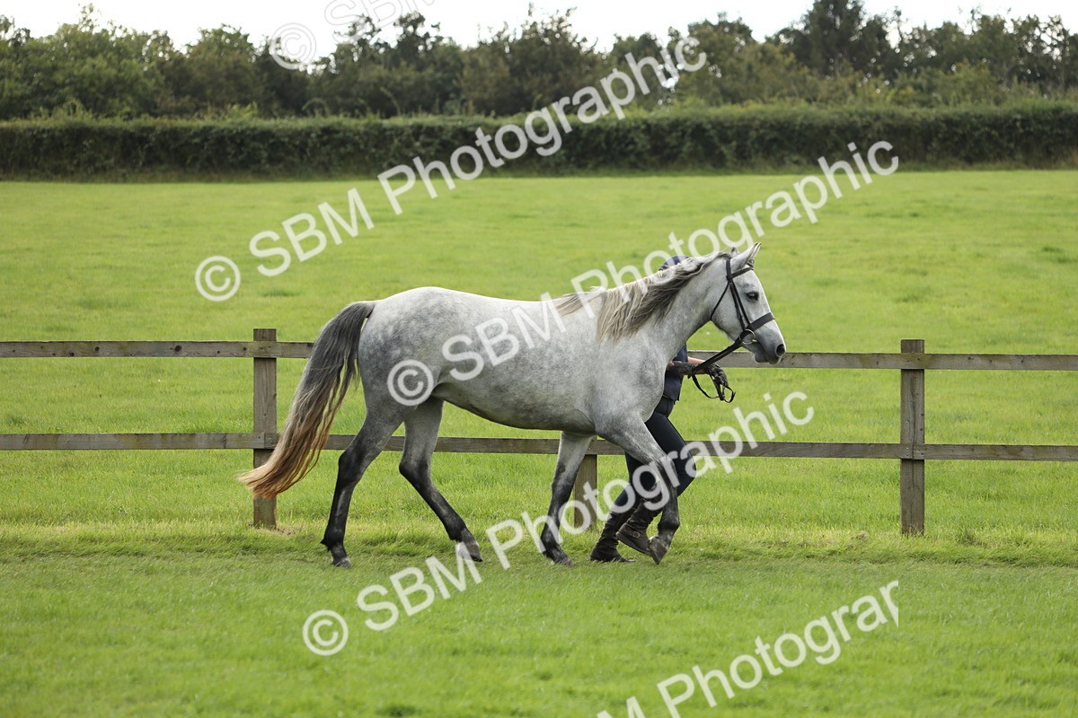SBM_65340 - S47 - Mountain & Moorland In Hand Large Breeds