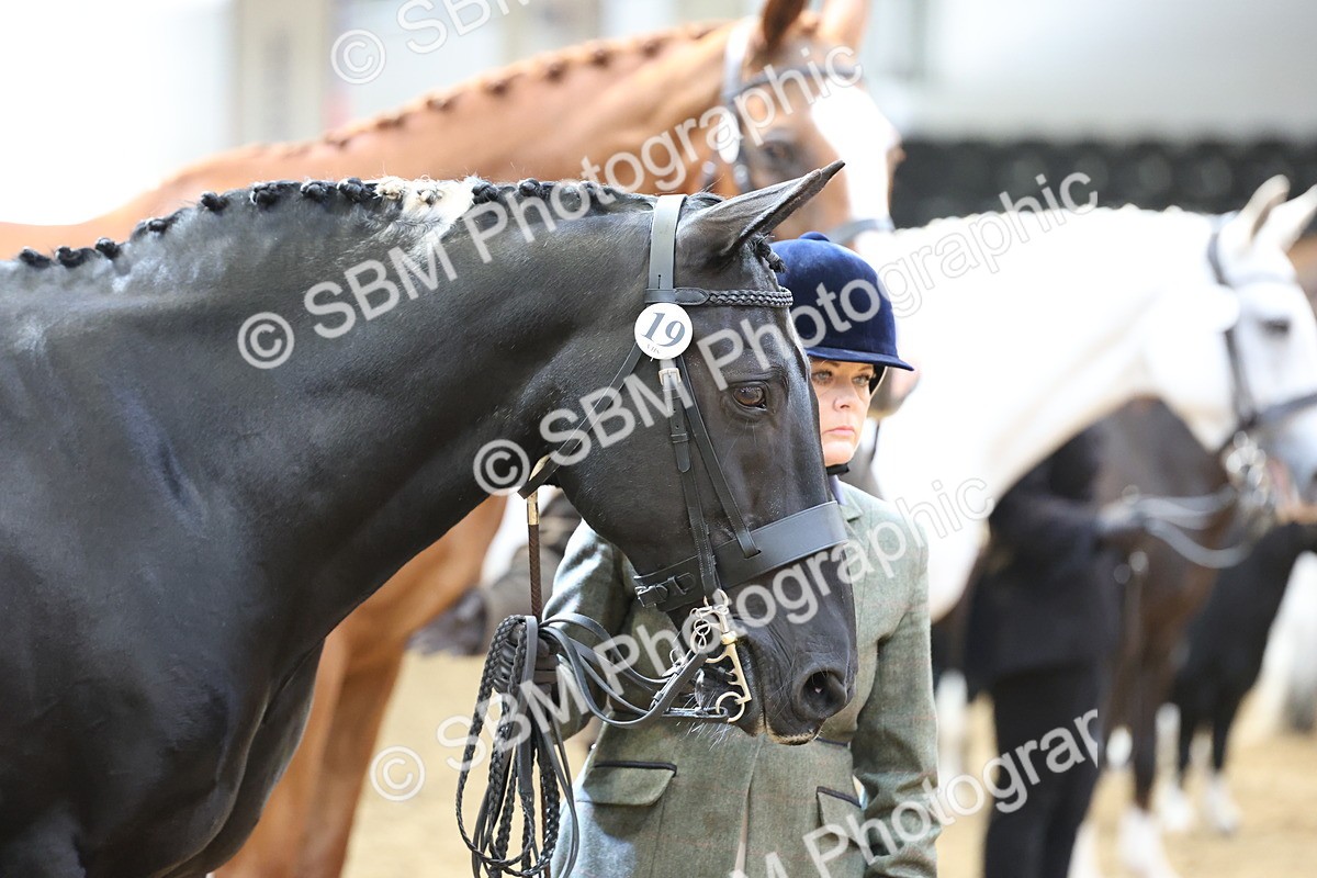 SBM_23308 - Class 903 - Supreme Final - IH Pre Vet