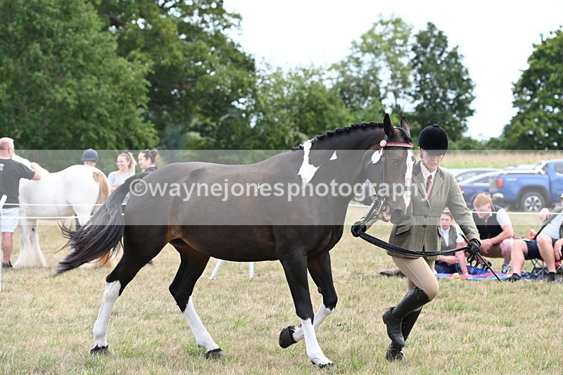 WJ6_6225 - Class 19 In-hand Veterans (Uploaded correct folder)