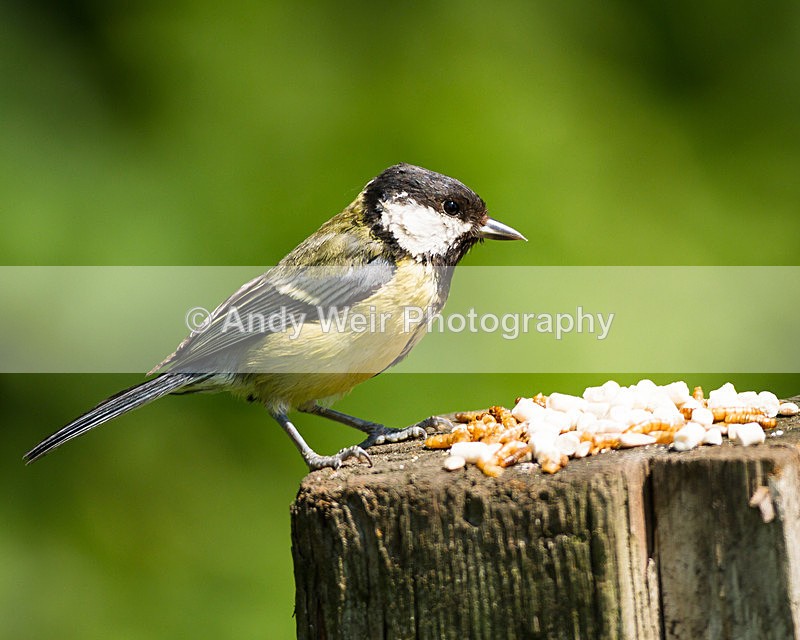 20130609-_MG_3949 - Great Tit