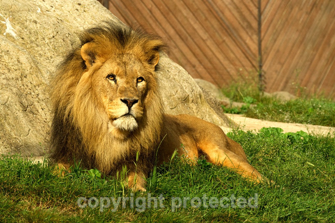 African Lion - Bailey - Big Cats