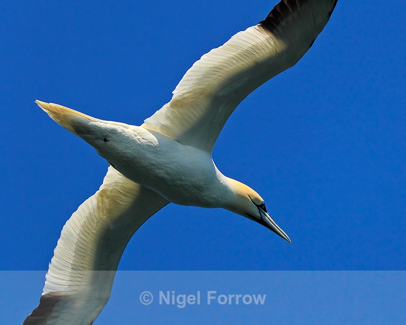 Close fly-over of a Gannet on West Loch Tarbert - Gannet