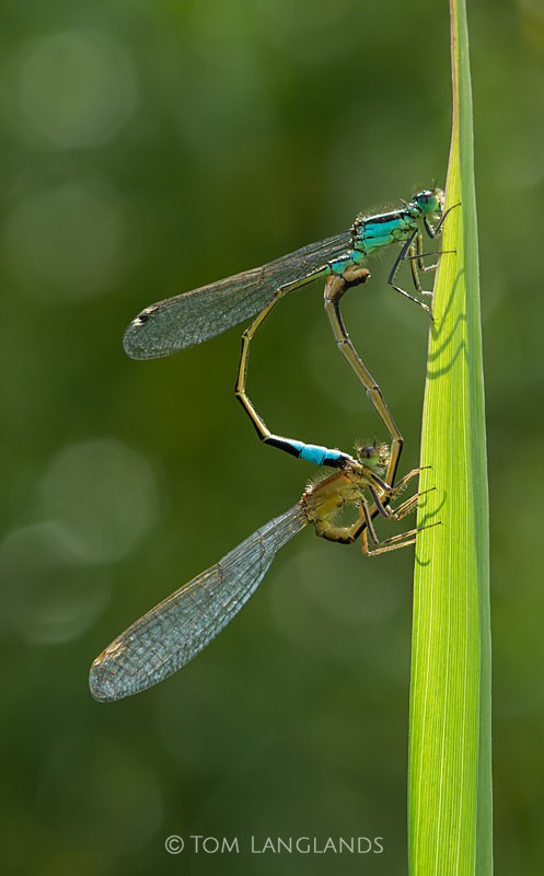 Common Blue Damselfly - Macro