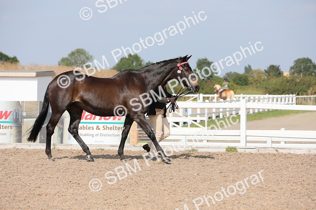 SBM_15701 - Class 312 IH Competition Horse/Pony