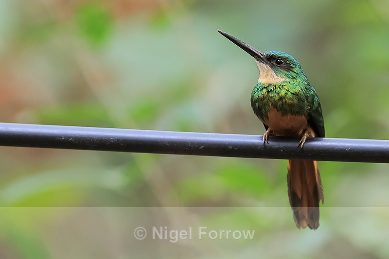 Female Rufous-tailed Jacamar, Pantanal, Brazil - Rufous-tailed Jacamar