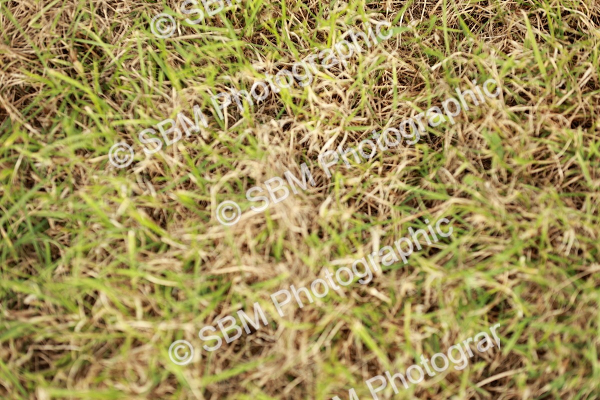 SBM_00416 - Class 14-23 - Mountain & Moorland In Hand Non Welsh