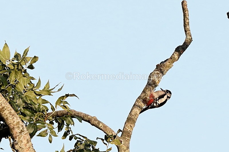  - Wildlife