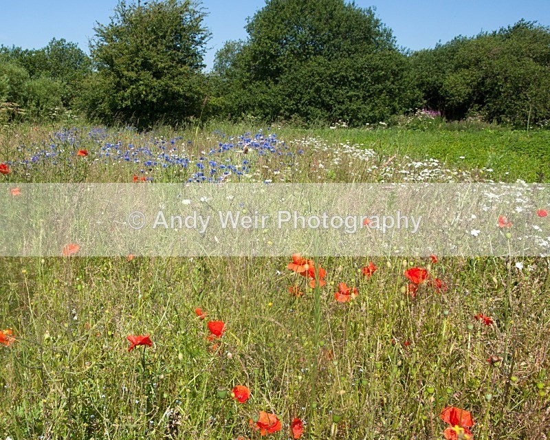 20110702-IMG_6103 - Woolston Eyes Nature Reserve