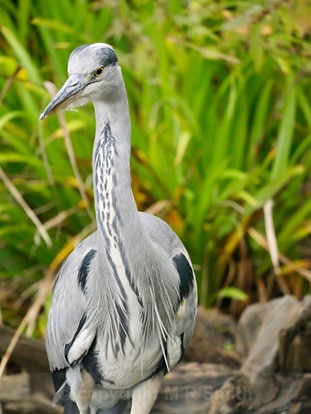 The Grey Heron - BIRDS & INSECTS