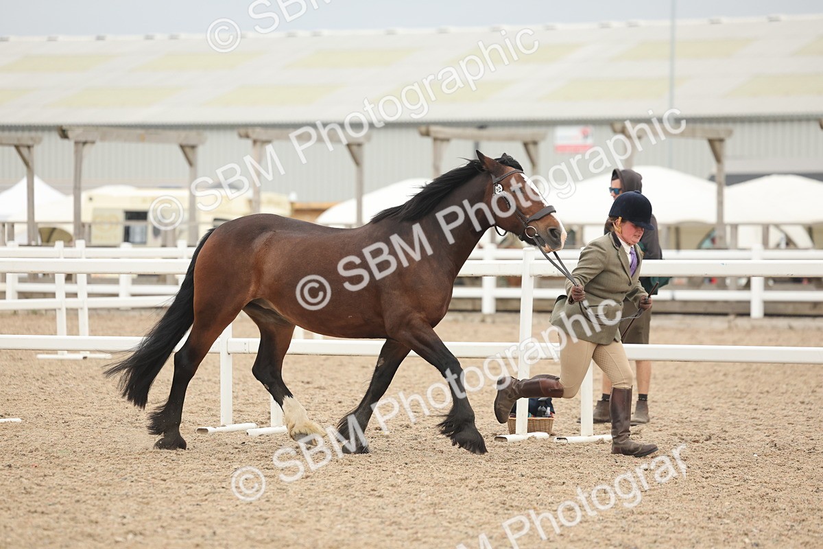 SBM_19778 - Class 318 - IH Part Bred Horse-Pony