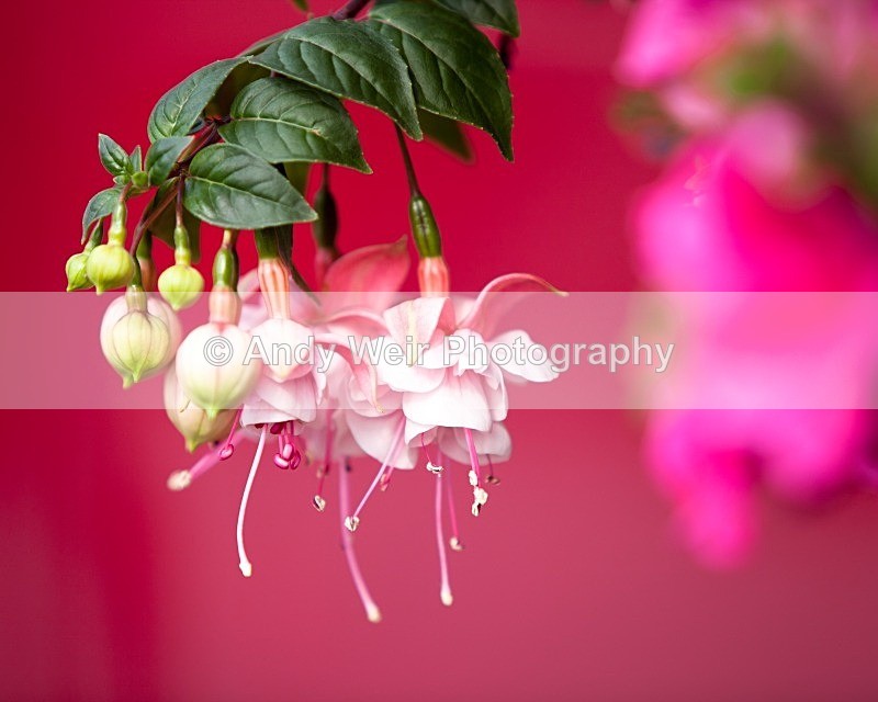 20110702-IMG_6129 - Plants & Flowers