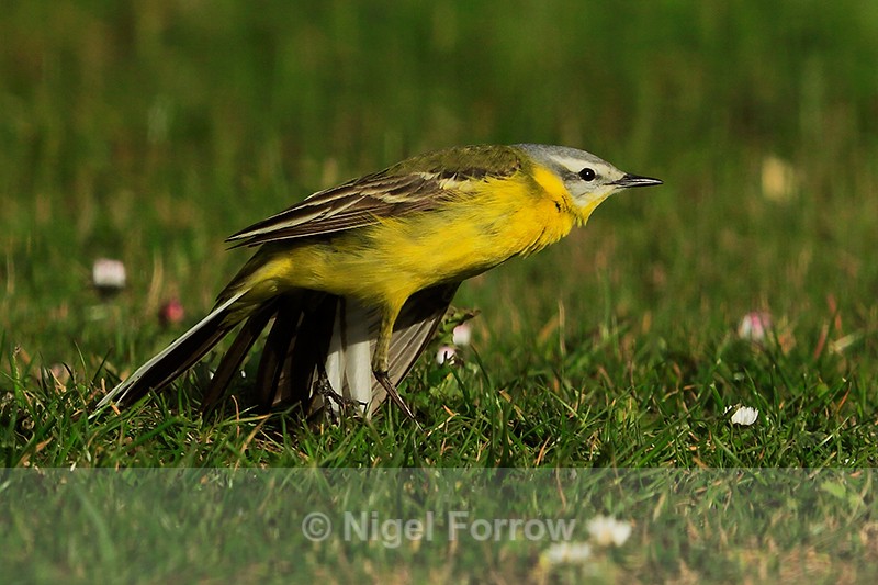 Channel Wagtail having a stretch at Farmoor - Yellow Wagtail