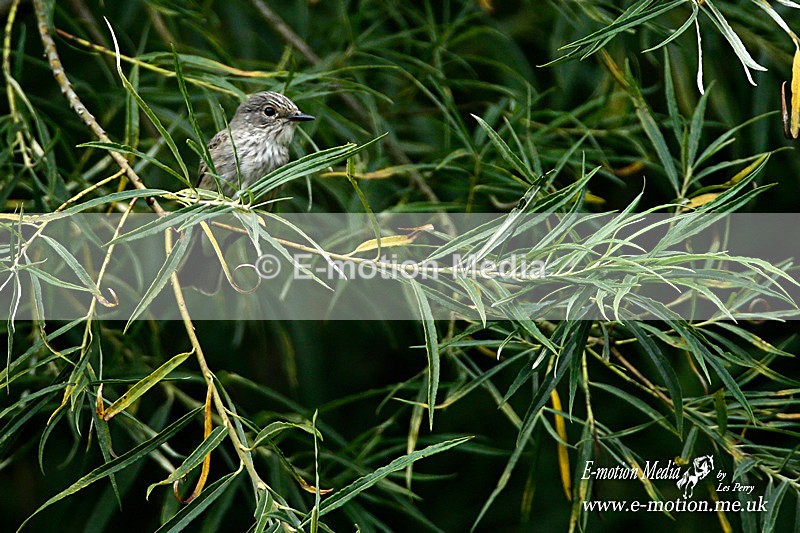Spotted Fly Catcher  270813 2a - Nature