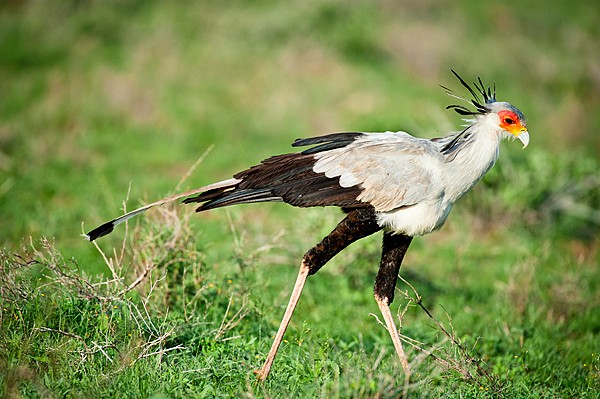 Secretary Bird, Shaba, Kenya