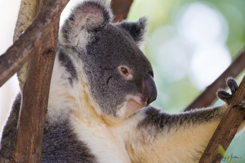 Koala Bear