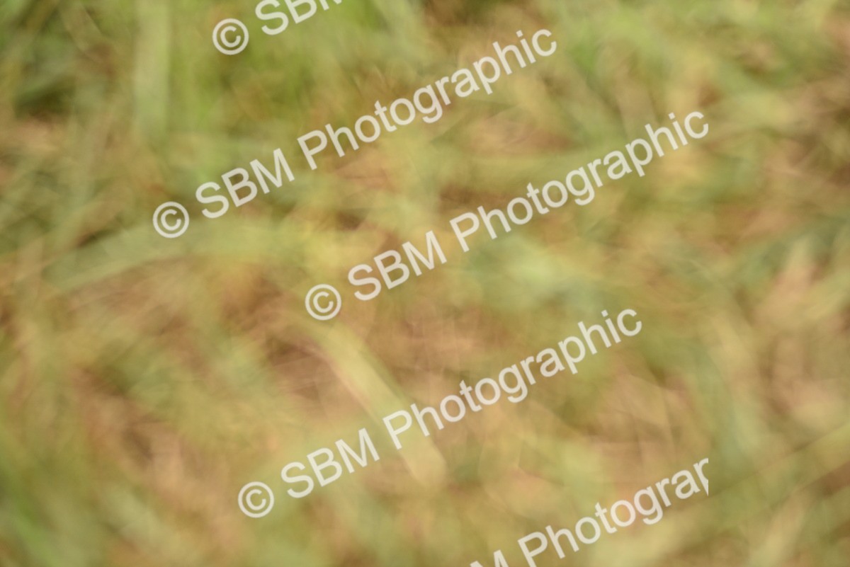 SBM_15876 - Class 115-116 - SSADL Home Produced Members Qualifier