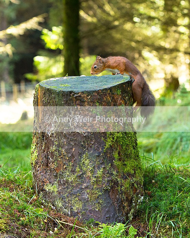 20141010-3K8A6793 - Red Squirrel