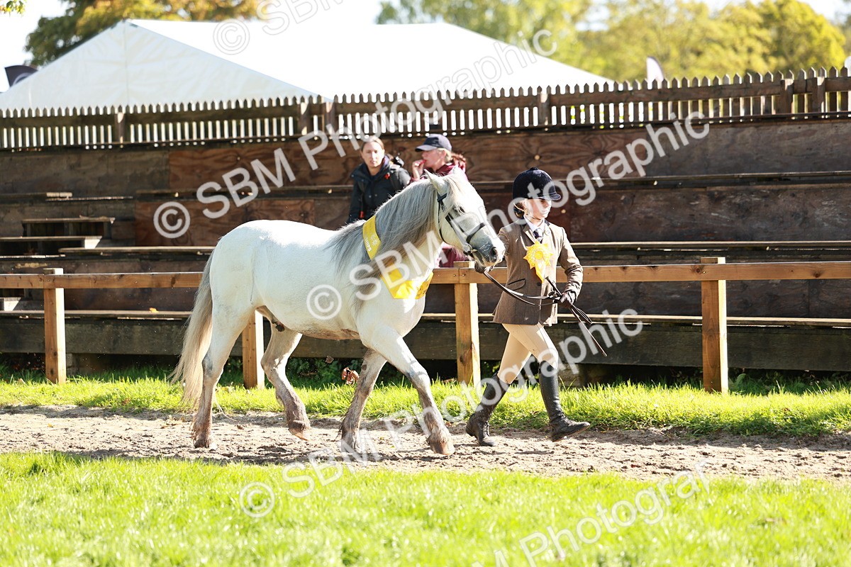 SBM_42121 - S32 - Mountain & Moorland Working Hunter Pony