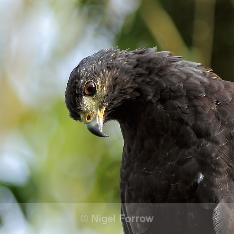 Common Black Hawk close-up, Costa Rica - Common Black Hawk