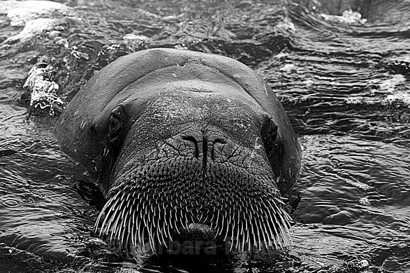 Walrus black and white 2 - Latest Photos