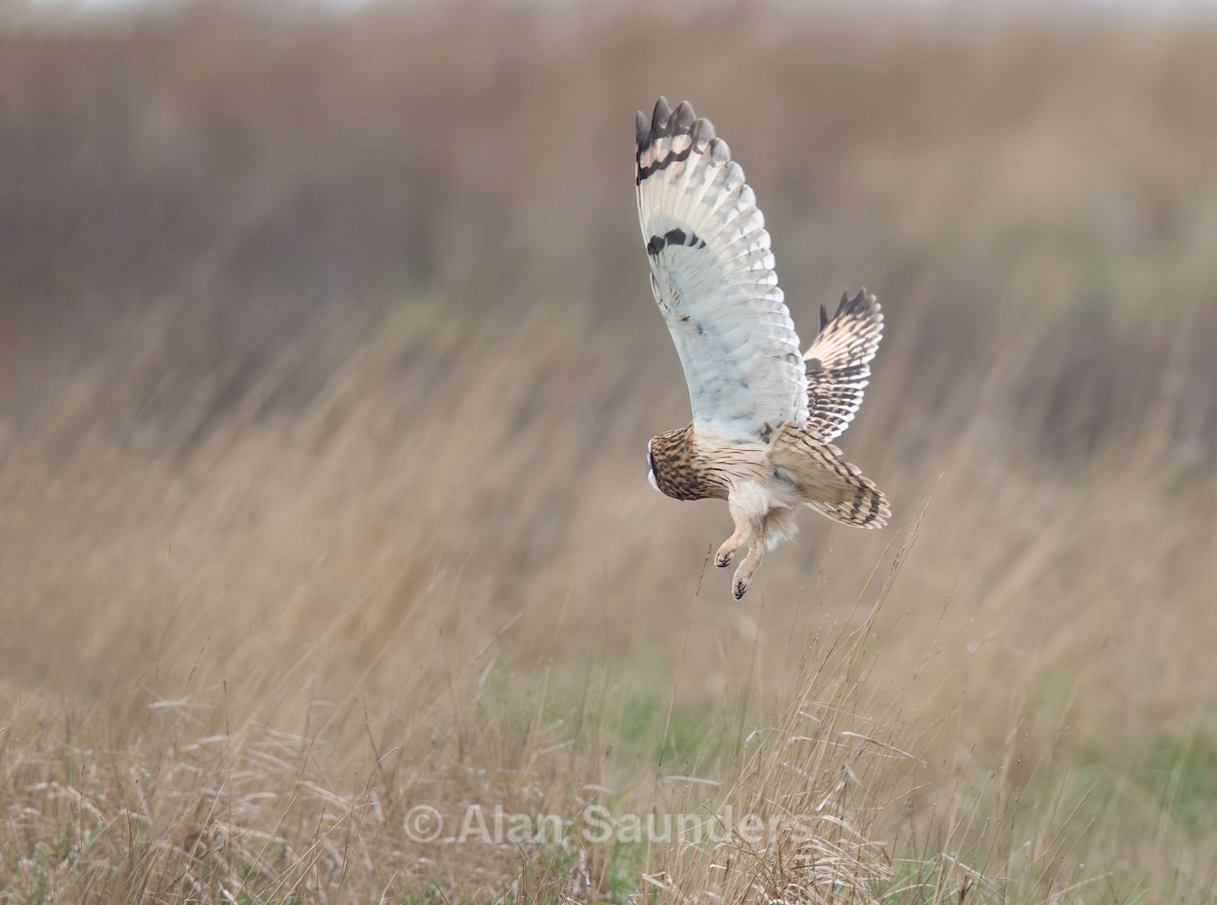 Short Eared Owl