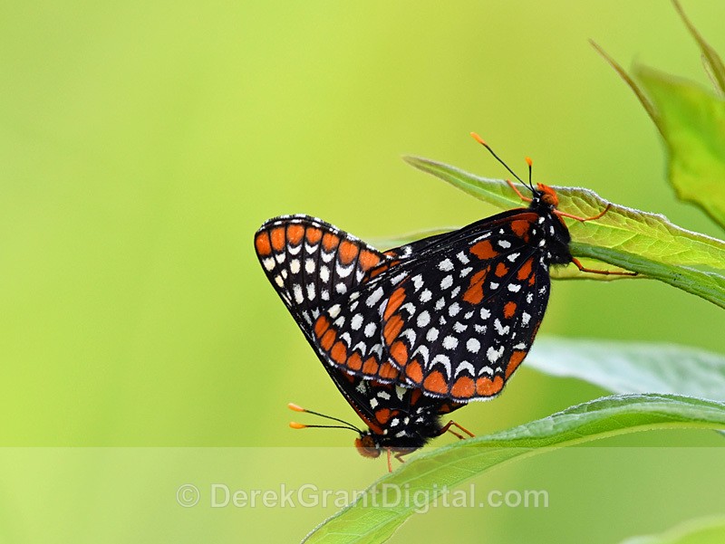 Euphydryas phaeton Mating Pair - Butterflies & Moths of Atlantic Canada