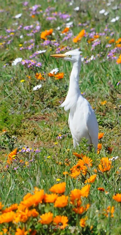 Cattle Egret in wildflowers - South Africa Birds and Mammals