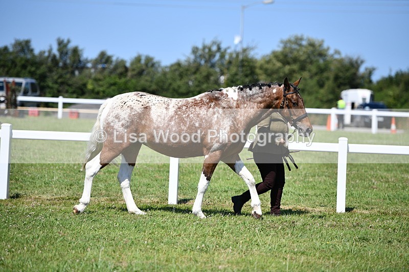 DSC_6719 - Class 57: Hunter/Riding Horse/Hack 1, 2 & 3 yr olds