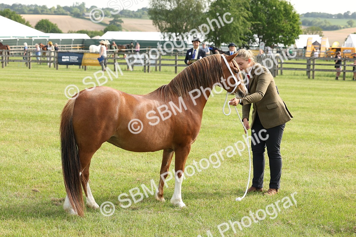 SBM_00575 - Class 6-13 - Mountatin and Moorland In Hand Welsh Breeds