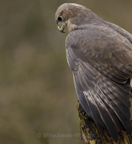 COMMON BUZZARD - BUZZARDS