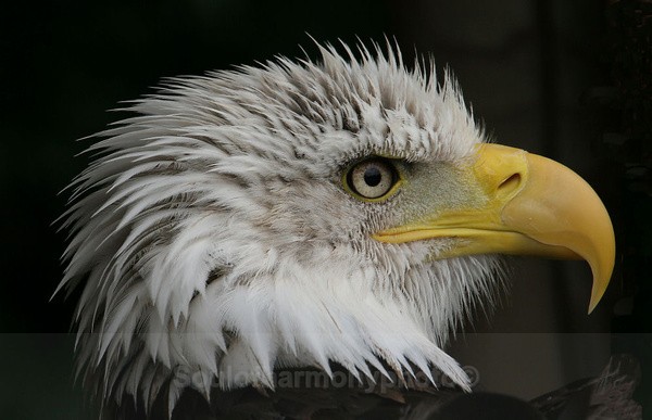 American Bald Eagle - Captured Wild life/Domestic/ livestock Animals