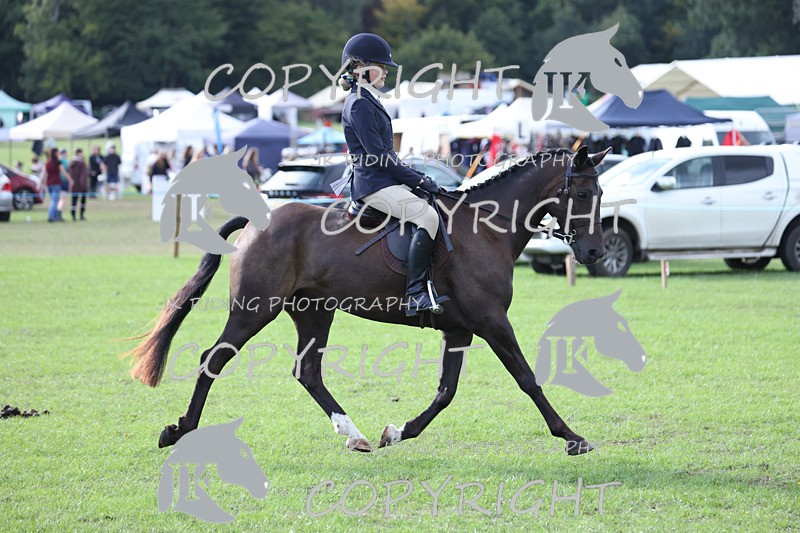APP_4171 - Class 15a/b Pony club pony/Riding club horse