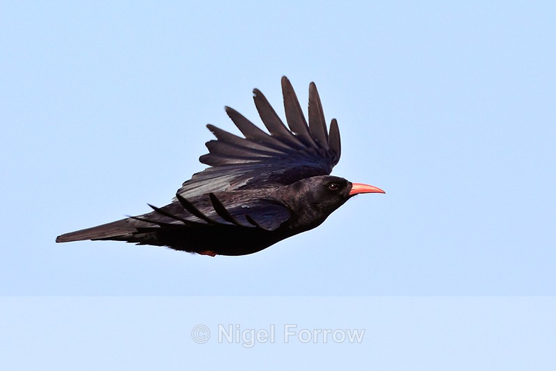Chough in flight near Ardnave Loch, Islay - Chough