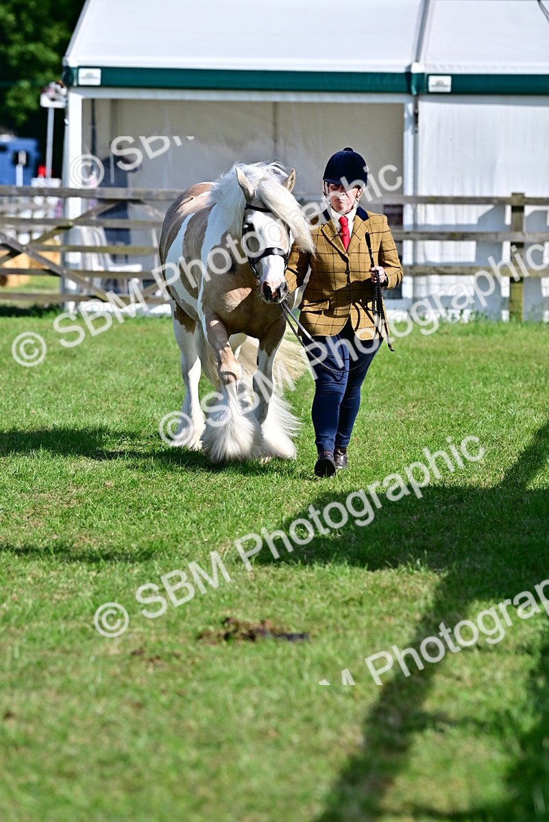SBM_10073 - Class 63-65 - Traditional Gypsy Cobs In Hand & Ridden