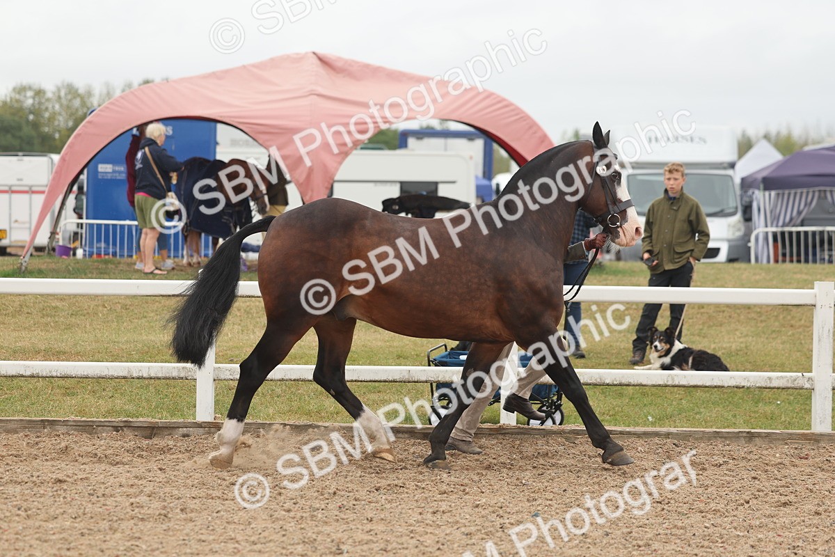 SBM_00528 - Class 13 Young Handler